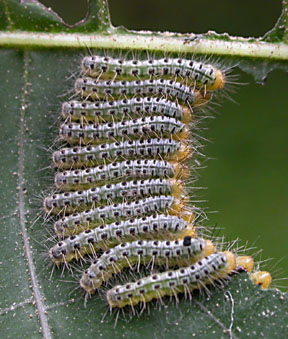 caterpillars feeding