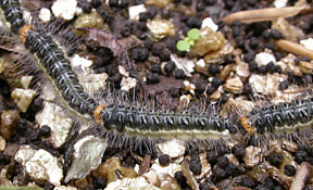 caterpillar procession