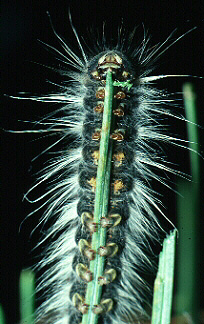 caterpillar