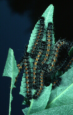 caterpillars