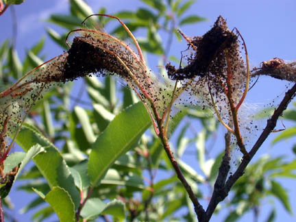 sawfly nest