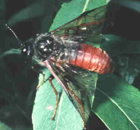 Sawfly