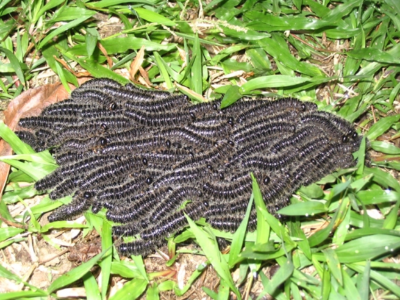 caterpillars moving