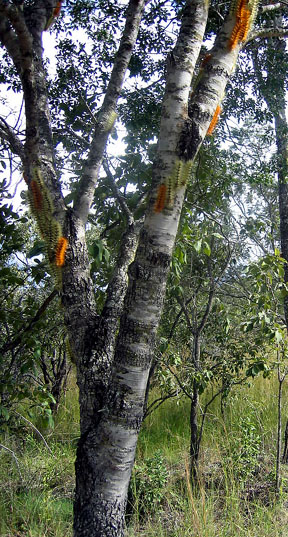 caterpillars on  tree