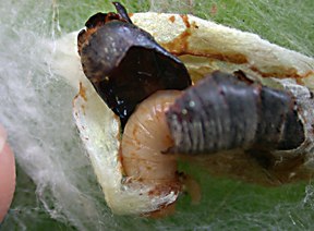 maggot in pupa