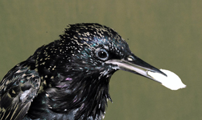 starling