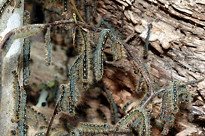 virus caterpillars