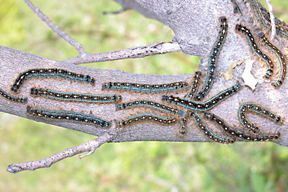 tent caterpillars