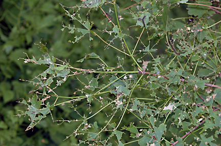 defoliated tree