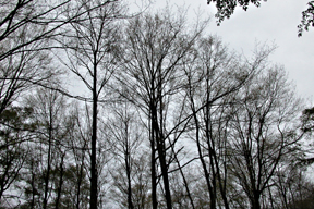 tree defoliated