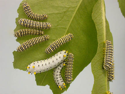 caterpillars