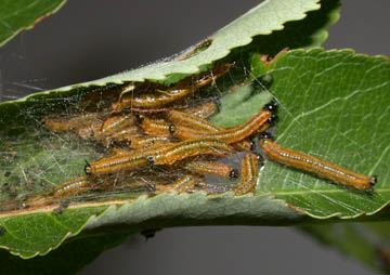 sawfly larvae