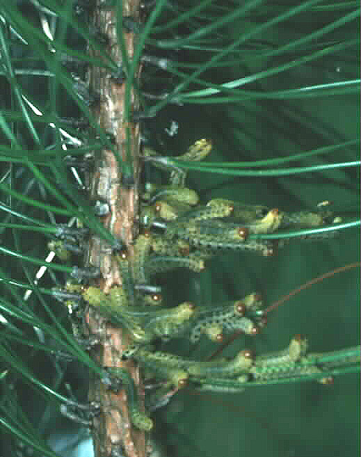 sawfly larvae