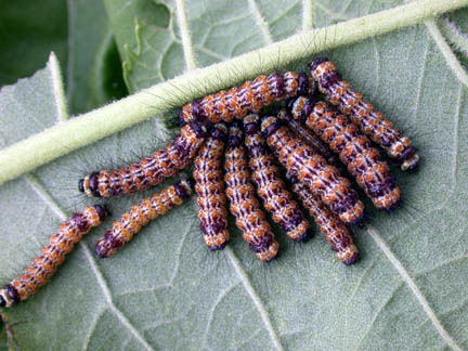 larvae