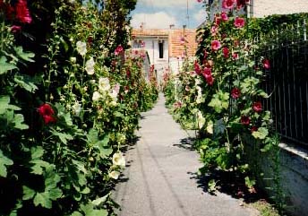 roses trémières