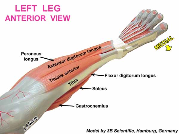 Torcel Leg web.cortland.edu - /gatto/AnatPhys/LowrLimbMOD/images/