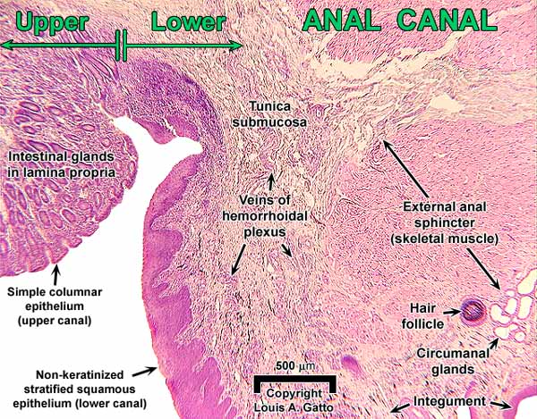 38-Anus4x