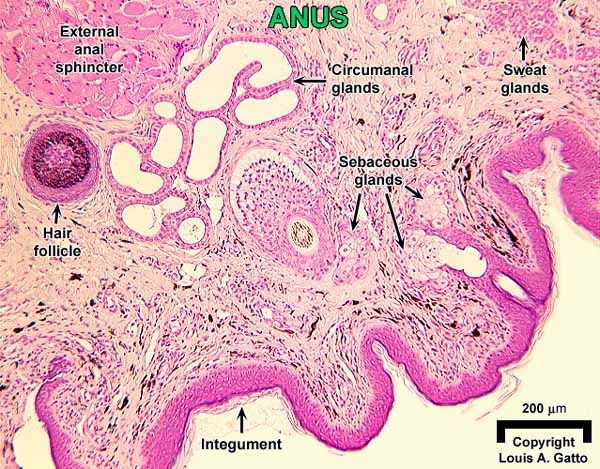 39-Anus10x