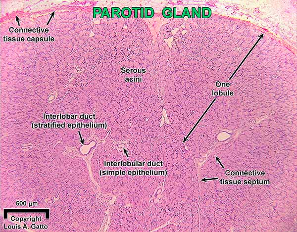 01-Paroti4x