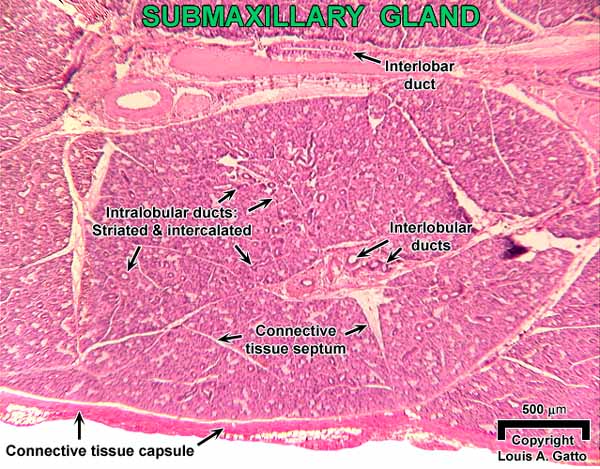 07-submax4x