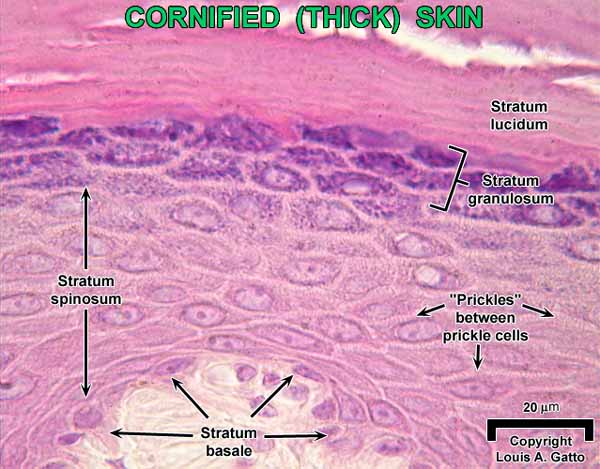 web.cortland.edu - /gatto/Histology/Skin/images/