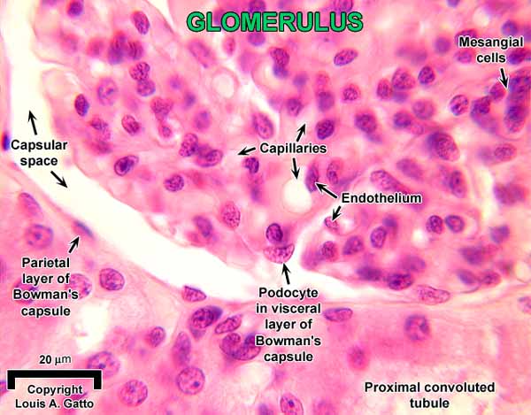 web.cortland.edu - /gatto/Histology/Urinary/images/