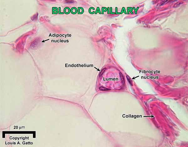 22-Capi1OIL