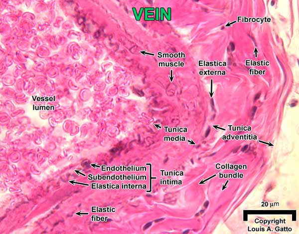 32-Vein2OIL