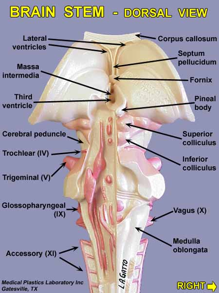 06-Stem_Dor