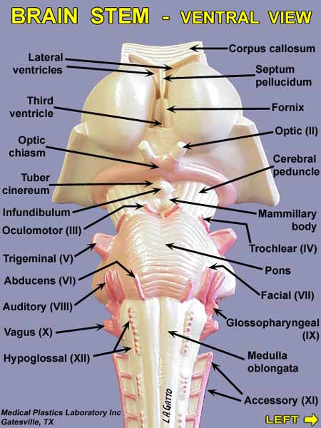 07-Stem_Ven