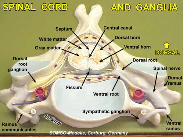 08-SpCord1