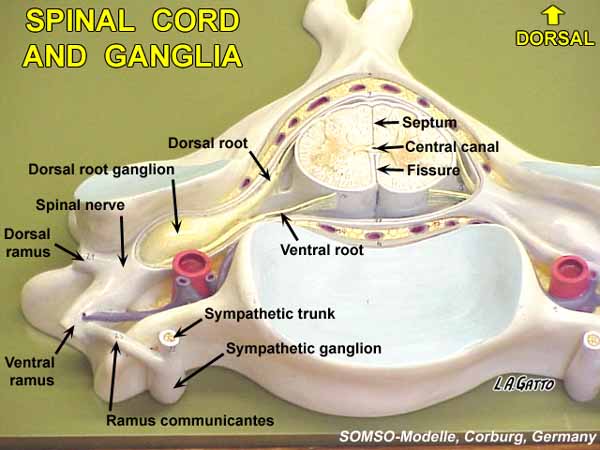 09-SpCord2