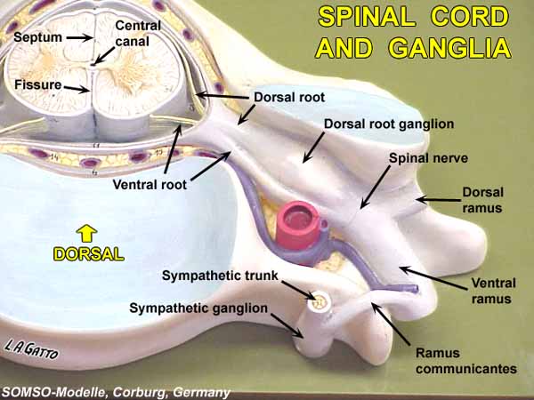 10-SpCord3