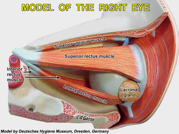17-EyeMod1a