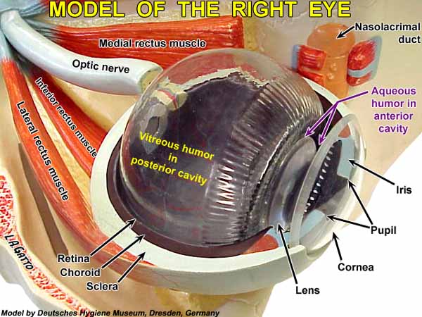 20-EyeMod1d