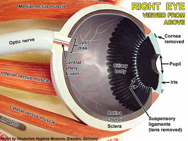 22-EyeMod1f