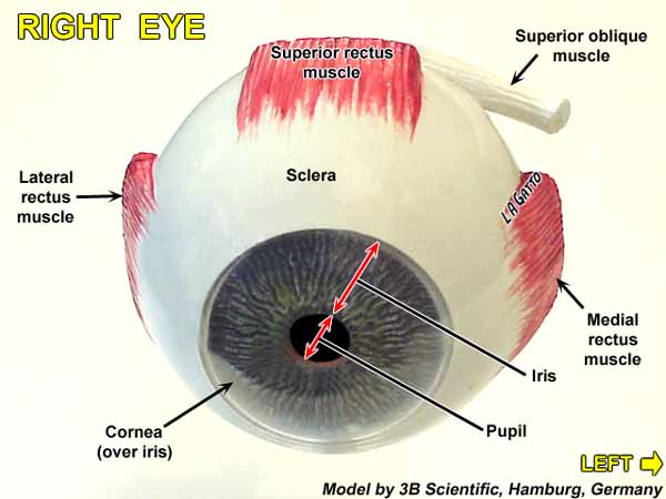 28-EyeMod3a