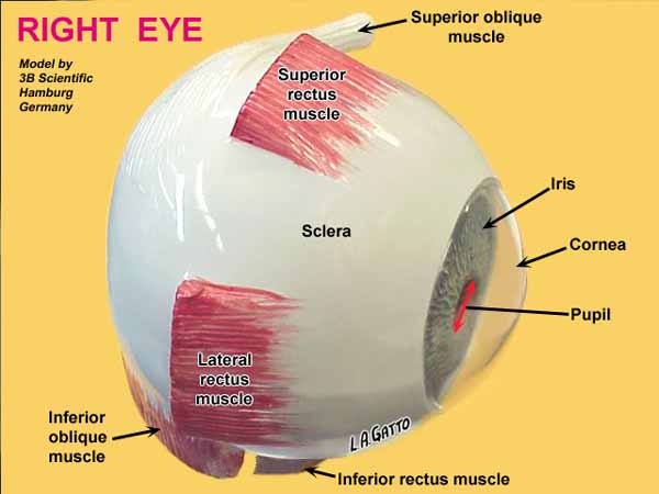 29-EyeMod3b