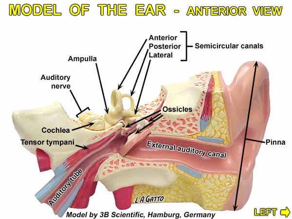 33-EarMod1
