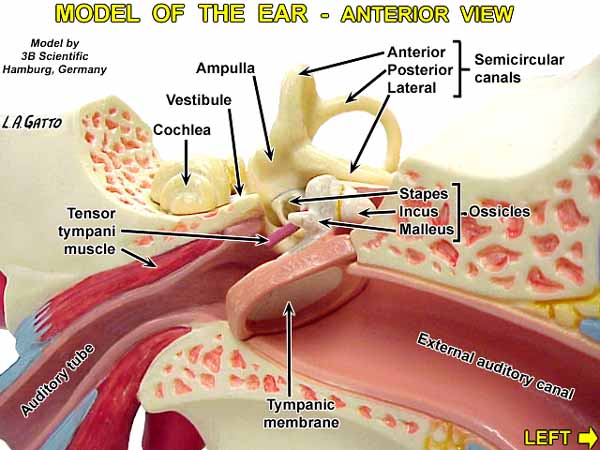 34-EarMod2