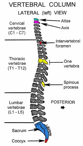 01-Vertebral Column