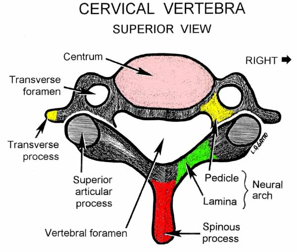 02-Cervical Vertebra