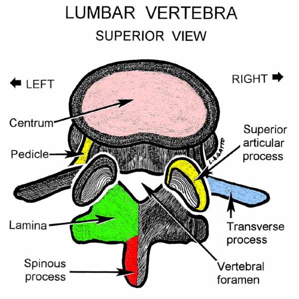 04-Lumbar (sup)