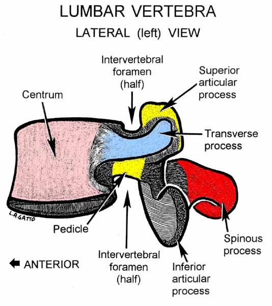 05-Lumbar (lat)