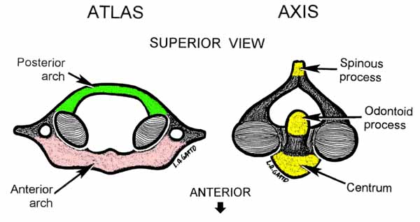 06-Atlas & Axis