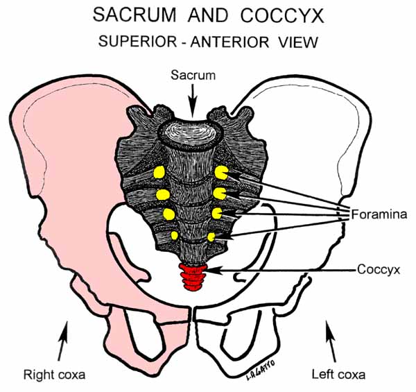 07-Sacrum & Coccyx