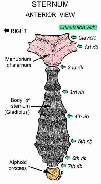 08-Sternum