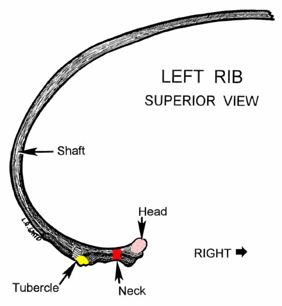 09-Rib