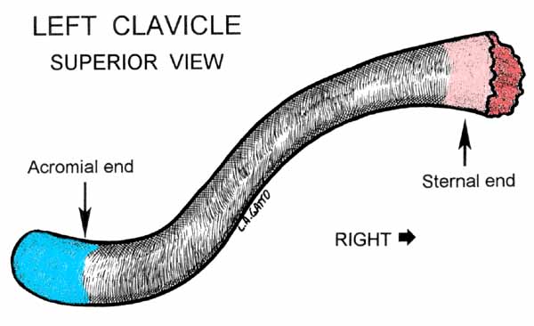 10-Clavicle