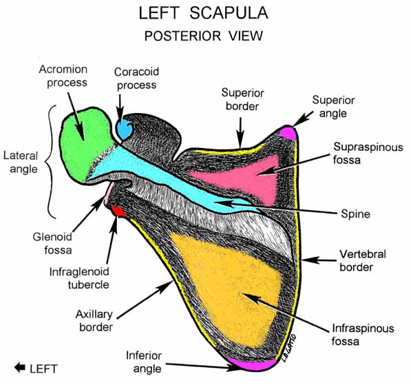 11-Scapula (pos)